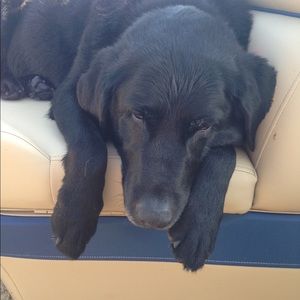 Meet your Posher, Anna